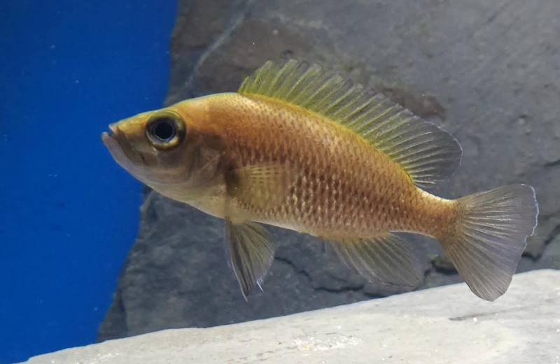Neolamprologus toae 'Cape Tembwe'